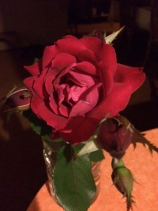 rose shannon