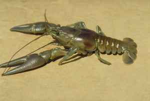 crayfish 1