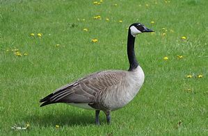 canada goose